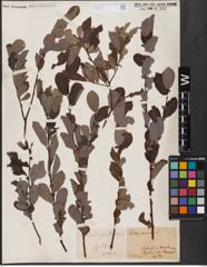 Foto von Salix aurita L.